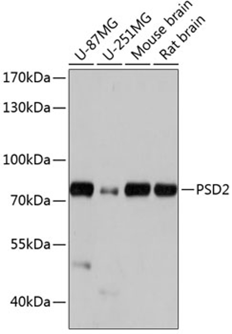 Western blot analysis of extracts of various cell lines using PSD2 Polyclonal Antibody at dilution of 1:1000.