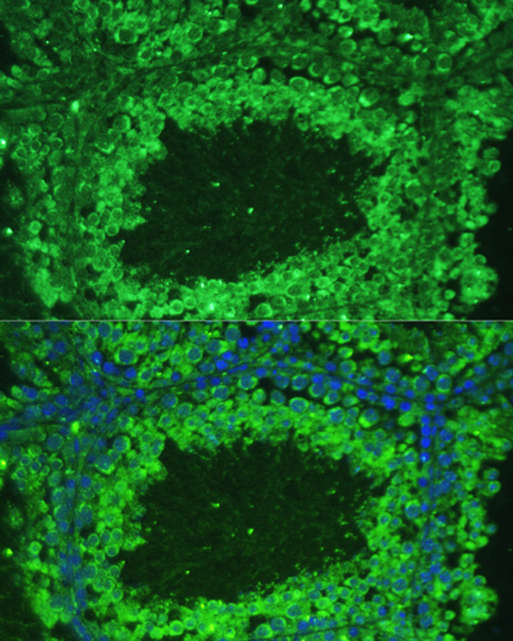 Immunofluorescence analysis of Mouse testis cells using ASZ1 Polyclonal Antibody at dilution of  1:100. Blue: DAPI for nuclear staining.