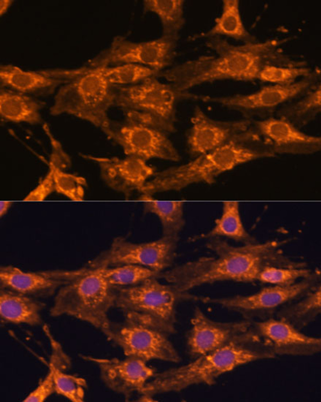 Immunofluorescence analysis of C6 cells using UBQLNL Polyclonal Antibody at dilution of  1:100. Blue: DAPI for nuclear staining.