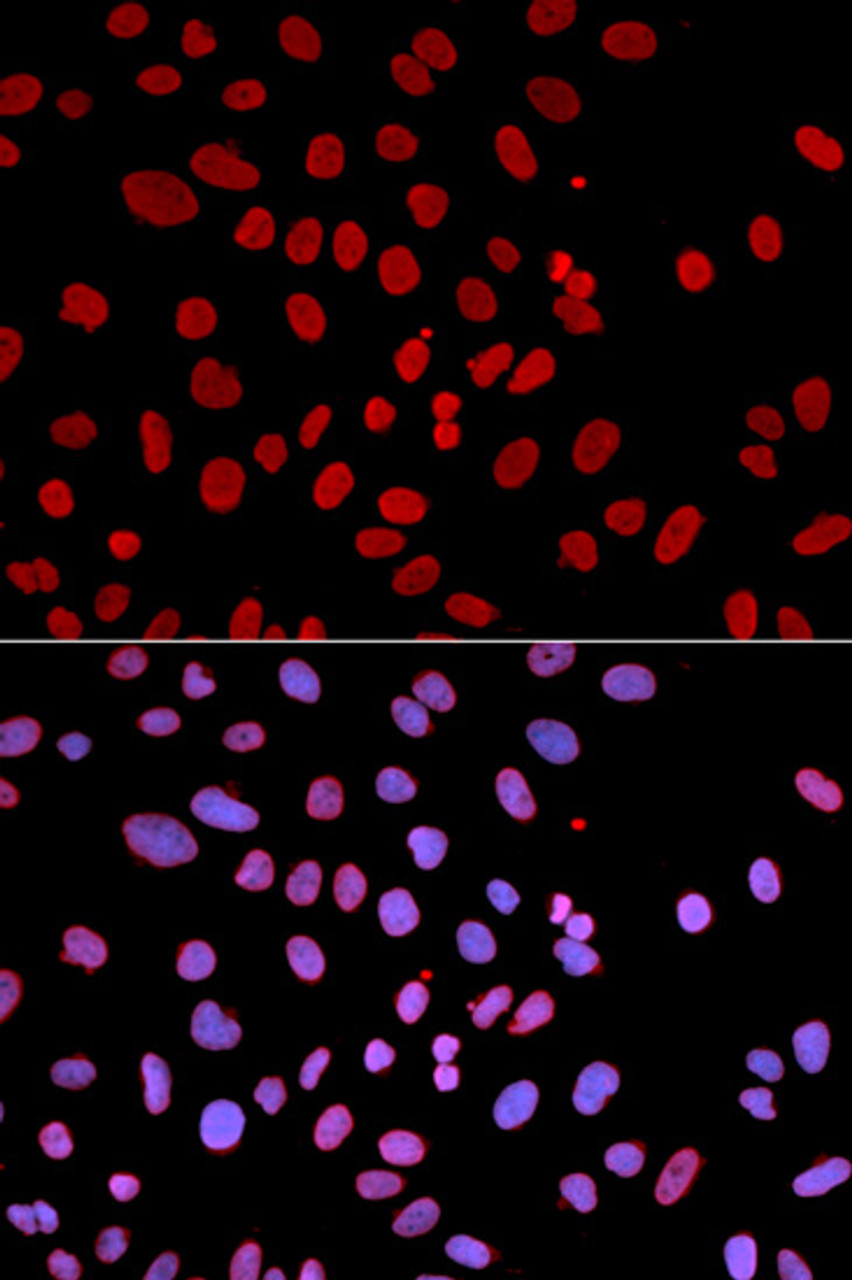 Immunofluorescence analysis of U2OS cells using PTPN6 Polyclonal Antibody