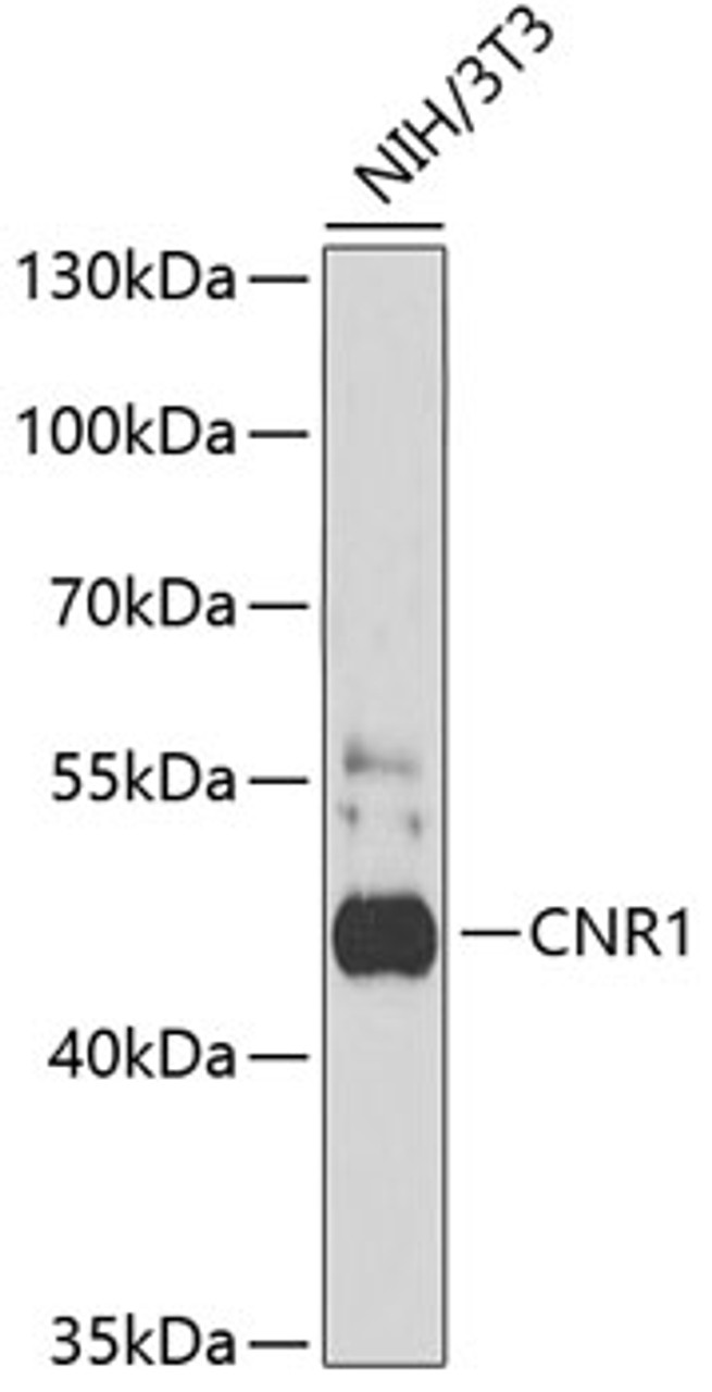 Western blot analysis of extracts of NIH3T3 cells using CNR1 Polyclonal Antibody at dilution of 1:1000.