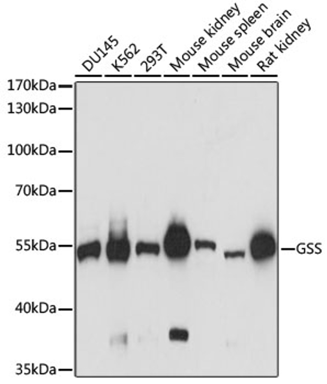 Western blot analysis of extracts of various cell lines using GSS Polyclonal Antibody at dilution of 1:3000.