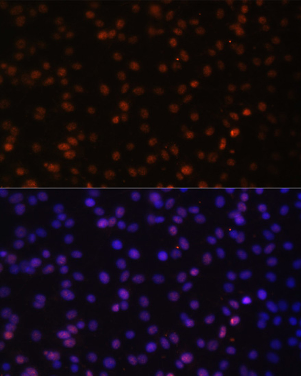 Immunofluorescence analysis of C6 cells using HTATSF1 Polyclonal Antibody at dilution of  1:100. Blue: DAPI for nuclear staining.