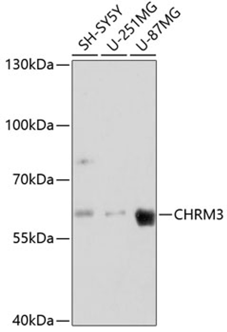 Western blot analysis of extracts of various cell lines using CHRM3 Polyclonal Antibody at dilution of 1:3000.