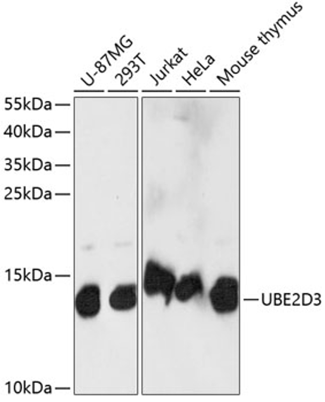 Western blot analysis of extracts of various cell lines using UBE2D3 Polyclonal Antibody at dilution of 1:1000.