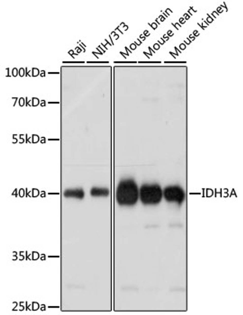 Western blot analysis of extracts of various cell lines using IDH3A Polyclonal Antibody at dilution of 1:1000.