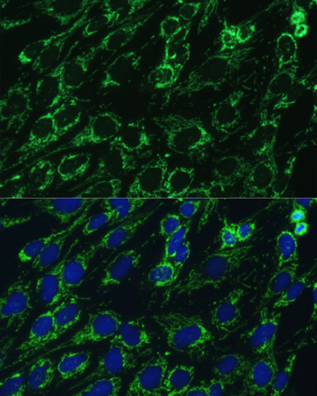 Immunofluorescence analysis of C6 cells using IDH3A Polyclonal Antibody at dilution of  1:100. Blue: DAPI for nuclear staining.