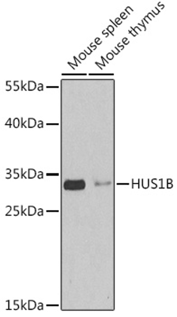 Western blot analysis of extracts of various cell lines using HUS1B Polyclonal Antibody at dilution of 1:1000.