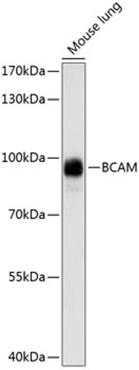 Western blot analysis of extracts of Mouse lung using BCAM Polyclonal Antibody at dilution of 1:1000.