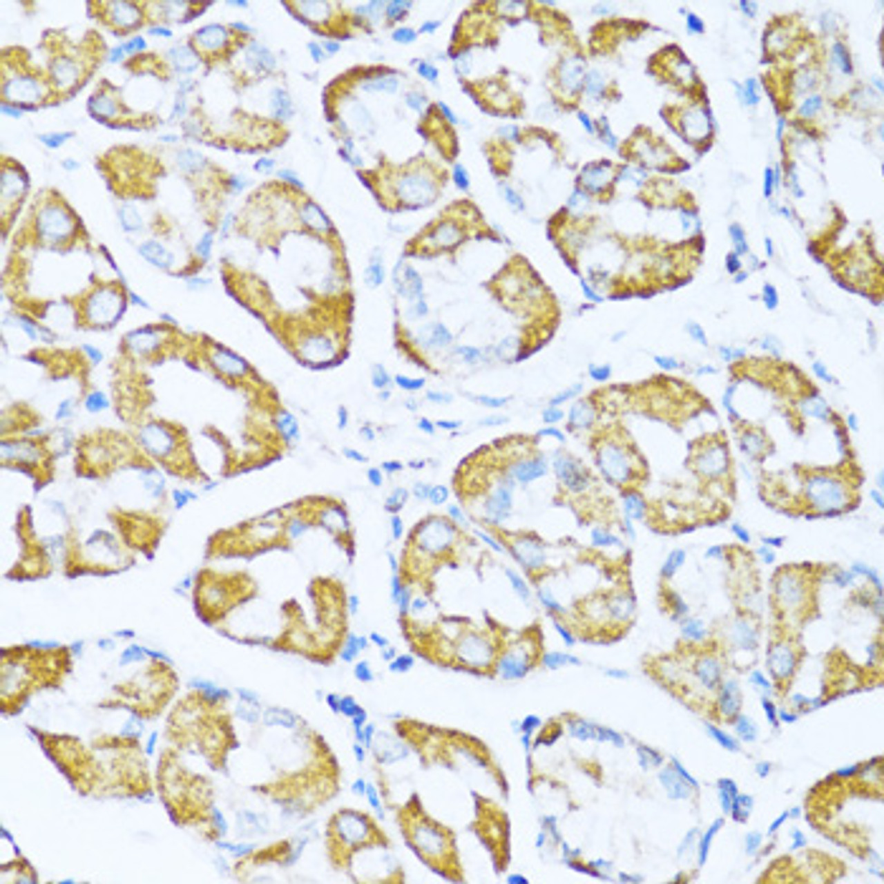 Immunohistochemistry of paraffin-embedded Human stomach using NDUFA5 Polyclonal Antibody at dilution of  1:100 (40x lens).