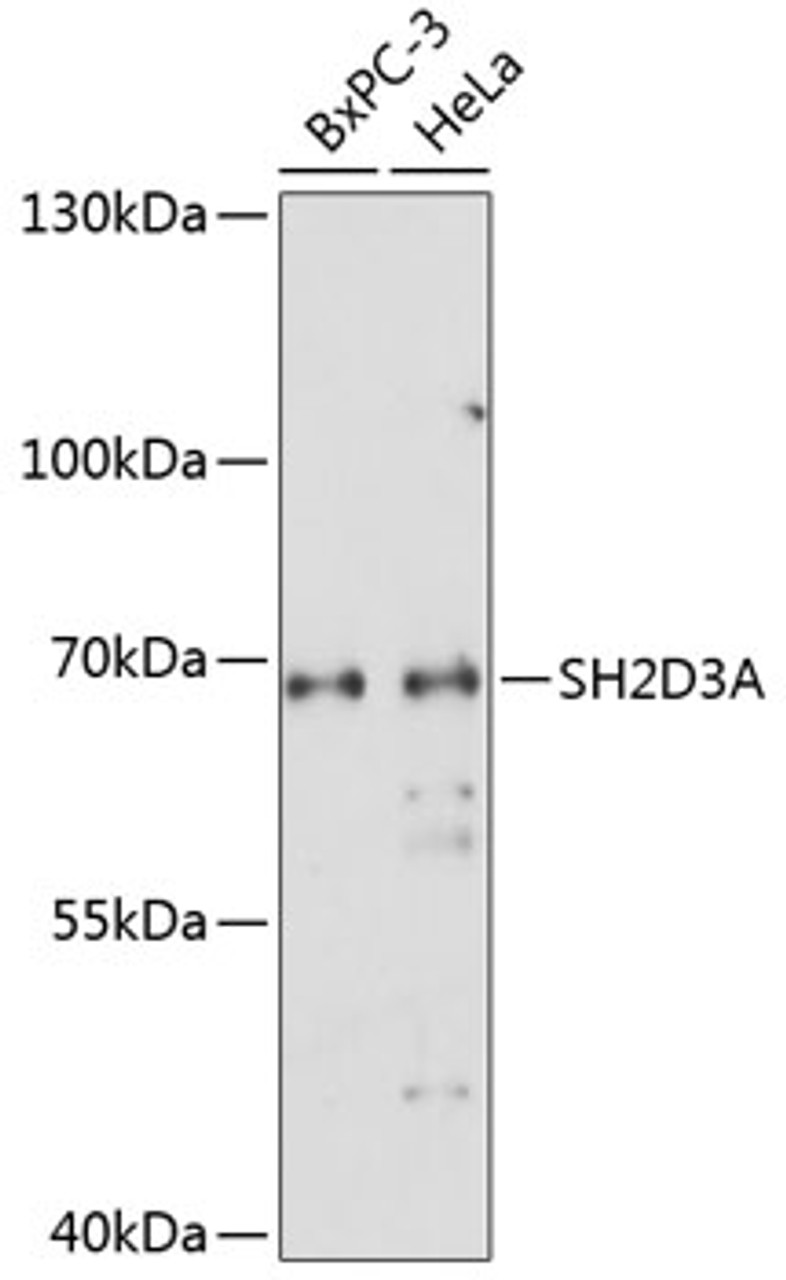 Western blot analysis of extracts of various cell lines using SH2D3A Polyclonal Antibody at dilution of 1:1000.