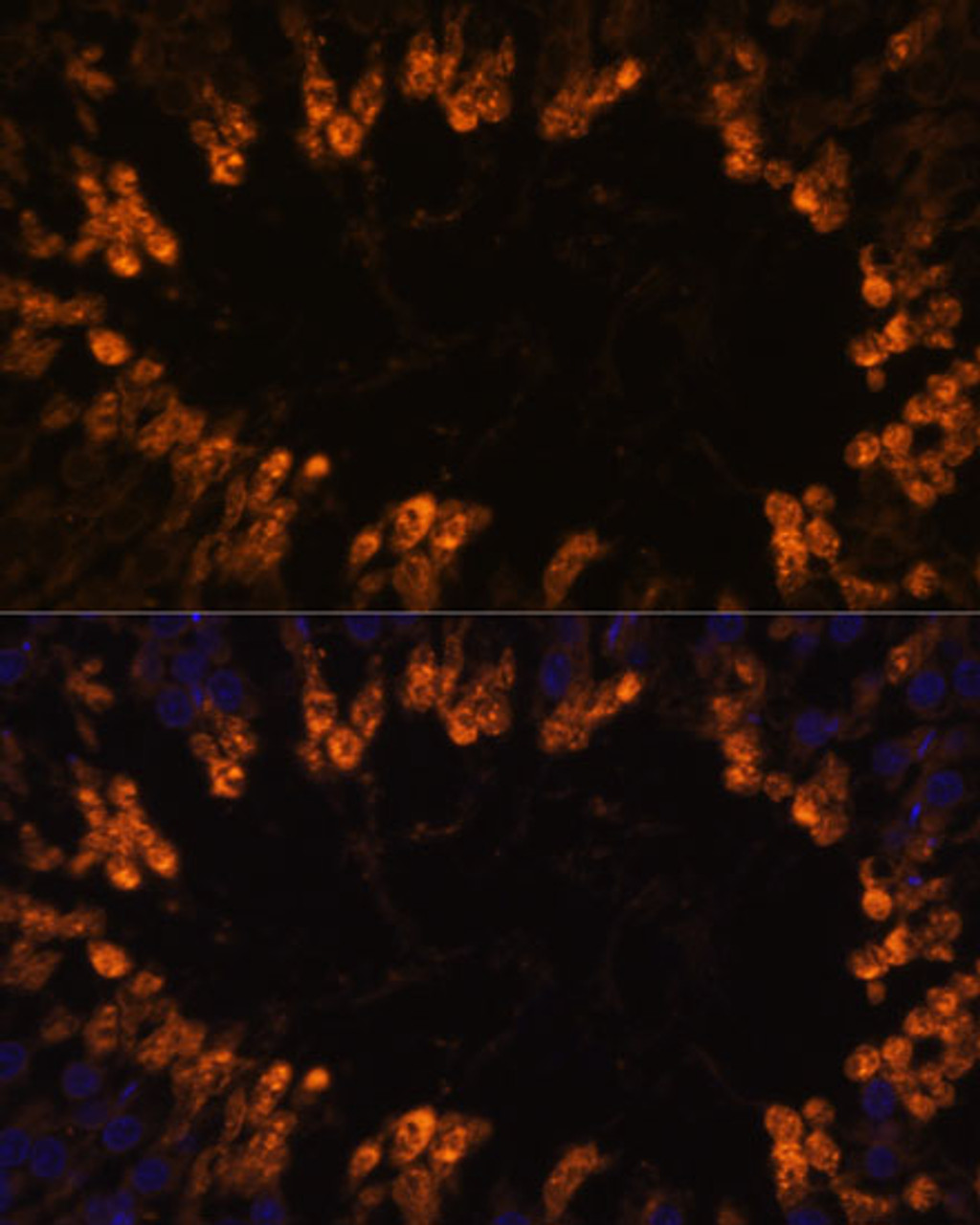 Immunofluorescence analysis of Rat testis using OXCT2 Polyclonal Antibody at dilution of  1:100. Blue: DAPI for nuclear staining.