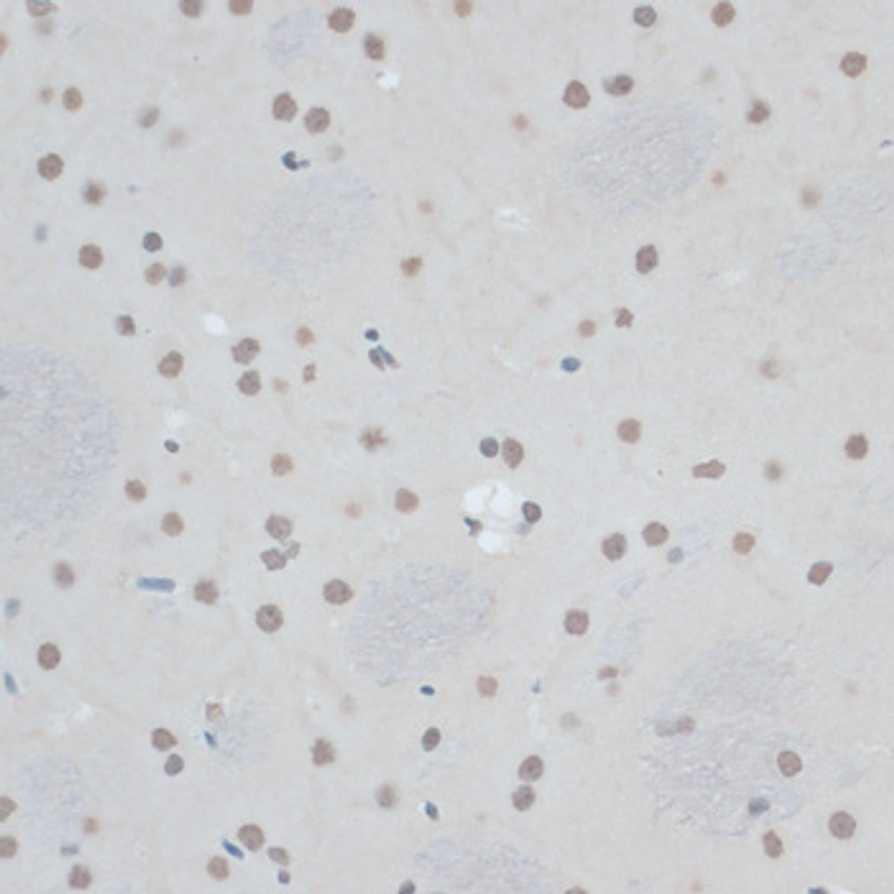 Immunohistochemistry of paraffin-embedded Rat brain using ZNF433 Polyclonal Antibody at dilution of  1:100 (40x lens).