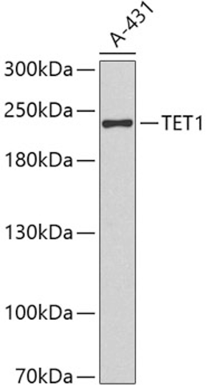 Western blot analysis of extracts of A-431 cells using TET1 Polyclonal Antibody.