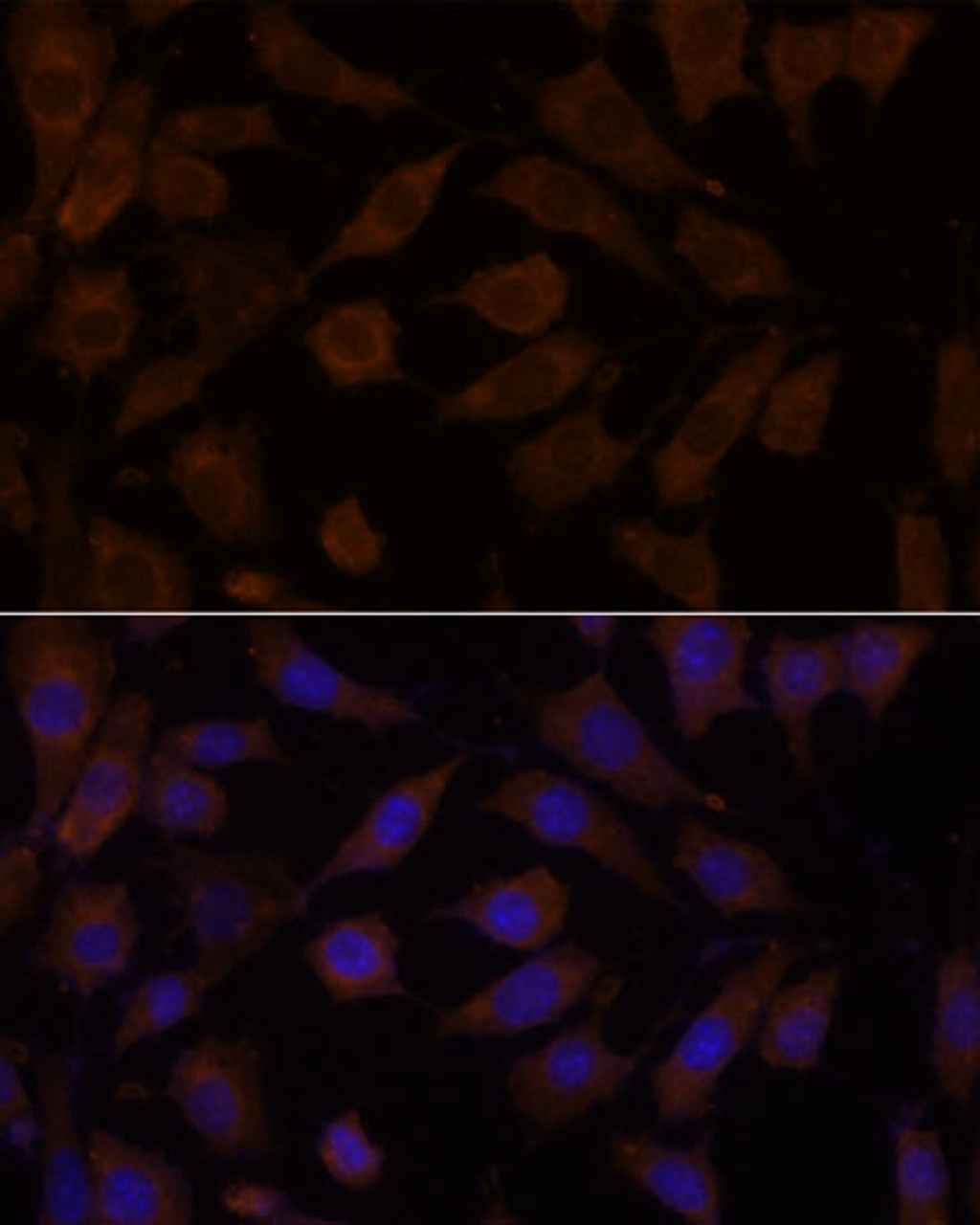Immunofluorescence analysis of L929 cells using OXSR1 Polyclonal Antibody at dilution of  1:100. Blue: DAPI for nuclear staining.