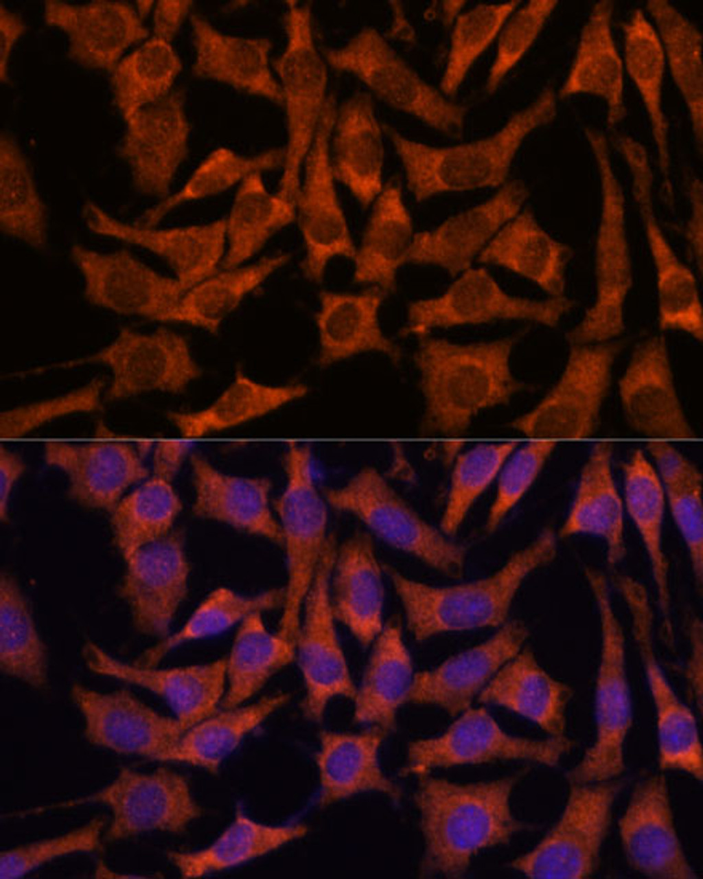 Immunofluorescence analysis of L929 cells using SEC23B Polyclonal Antibody at dilution of  1:100. Blue: DAPI for nuclear staining.