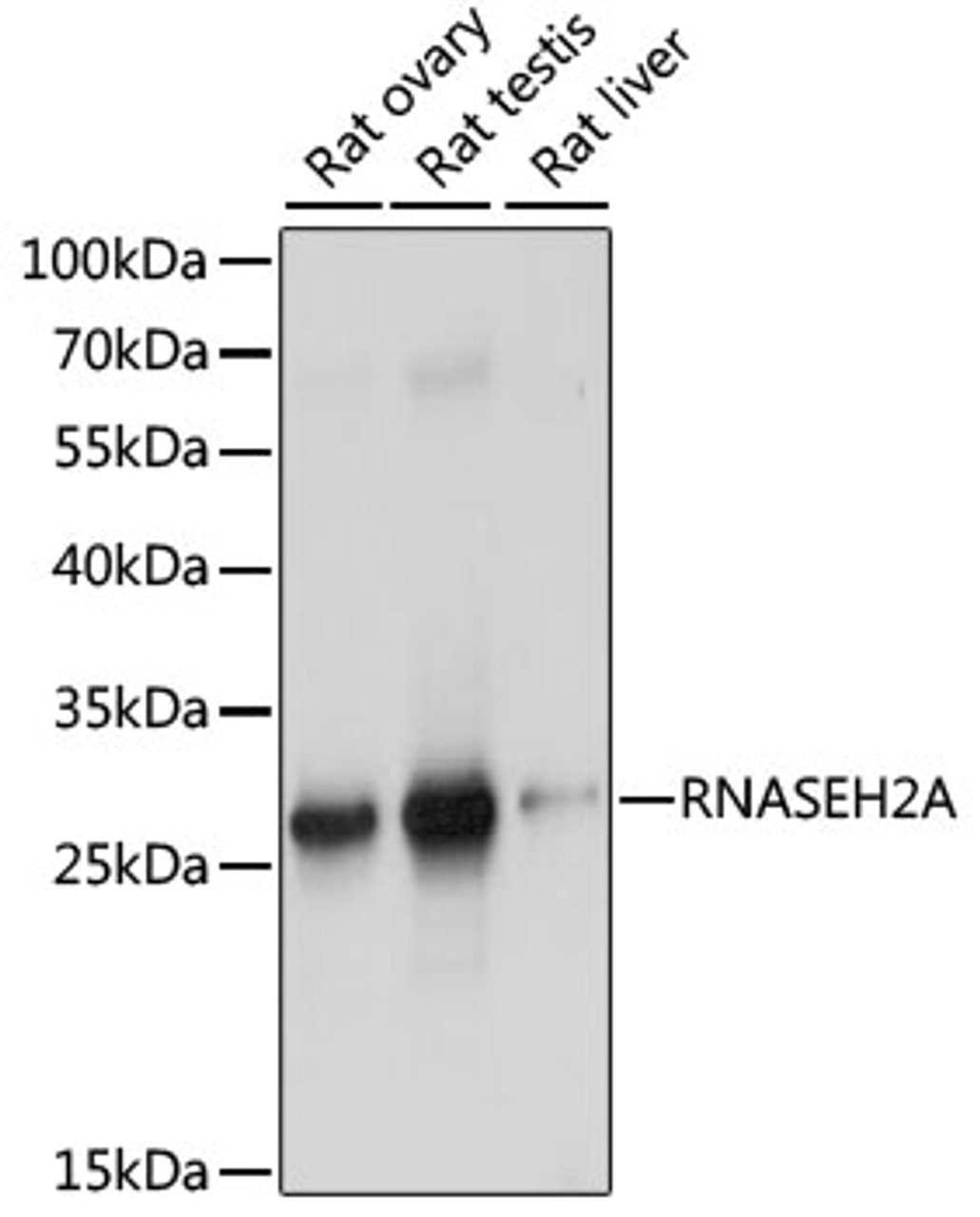 Western blot analysis of extracts of various cell lines using RNASEH2A Polyclonal Antibody at dilution of 1:1000.