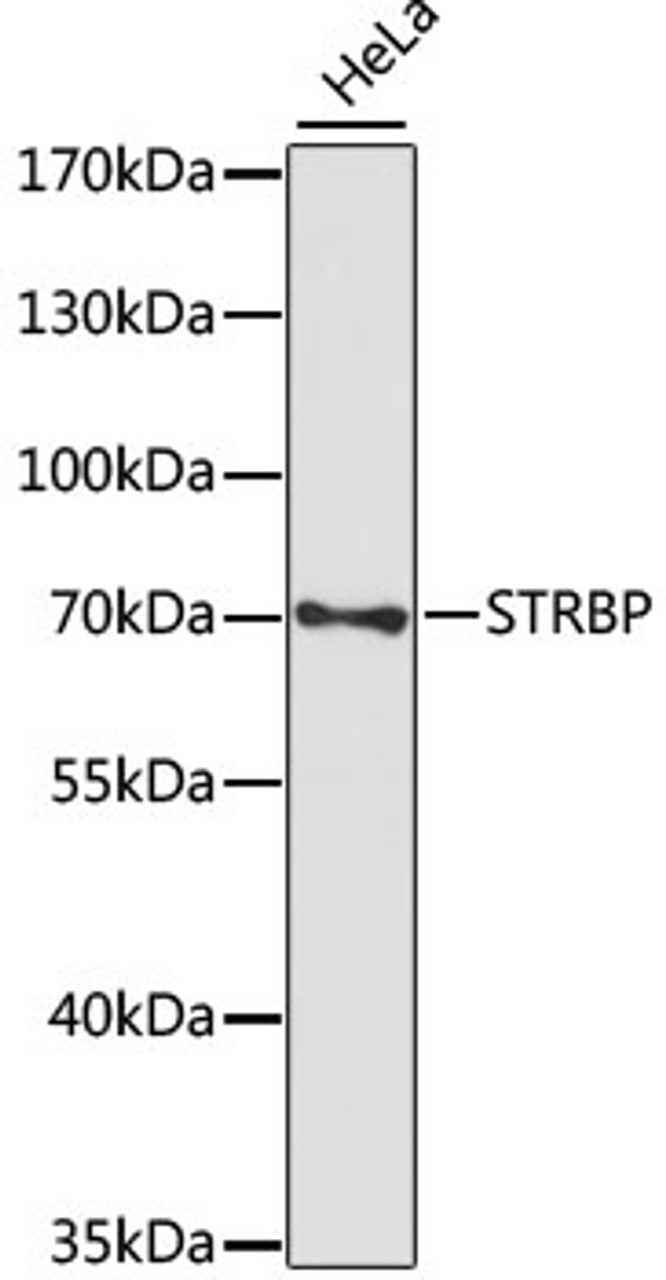 Western blot analysis of extracts of HeLa cells using STRBP Polyclonal Antibody at dilution of 1:1000.