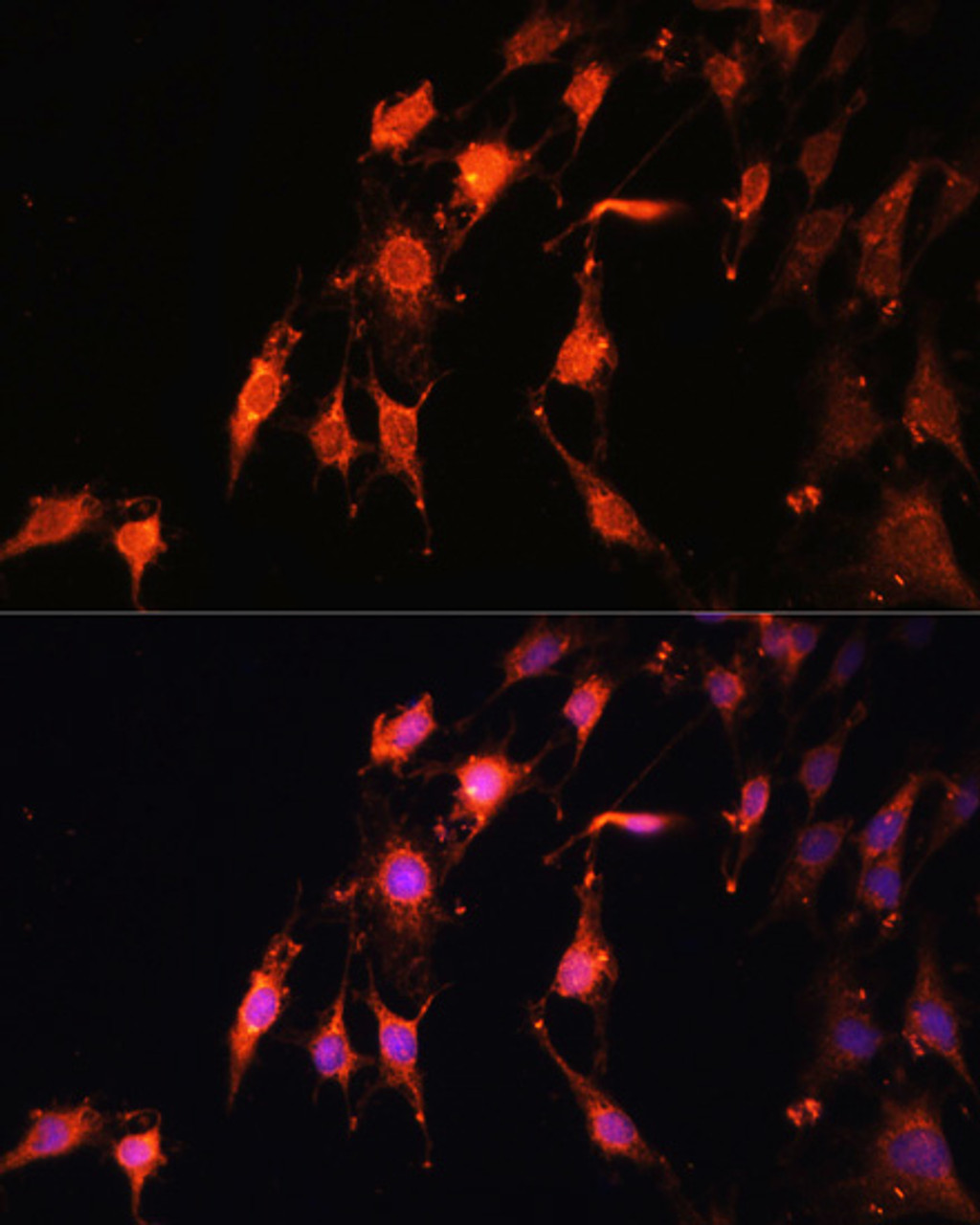 Immunofluorescence analysis of C6 cells using PRR5 Polyclonal Antibody at dilution of  1:100. Blue: DAPI for nuclear staining.