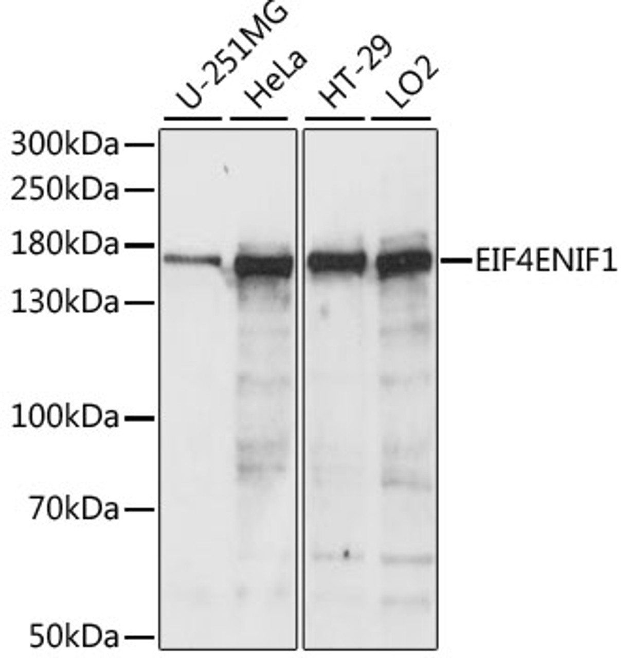 Western blot analysis of extracts of various cell lines using EIF4ENIF1 Polyclonal Antibody at dilution of 1:1000.