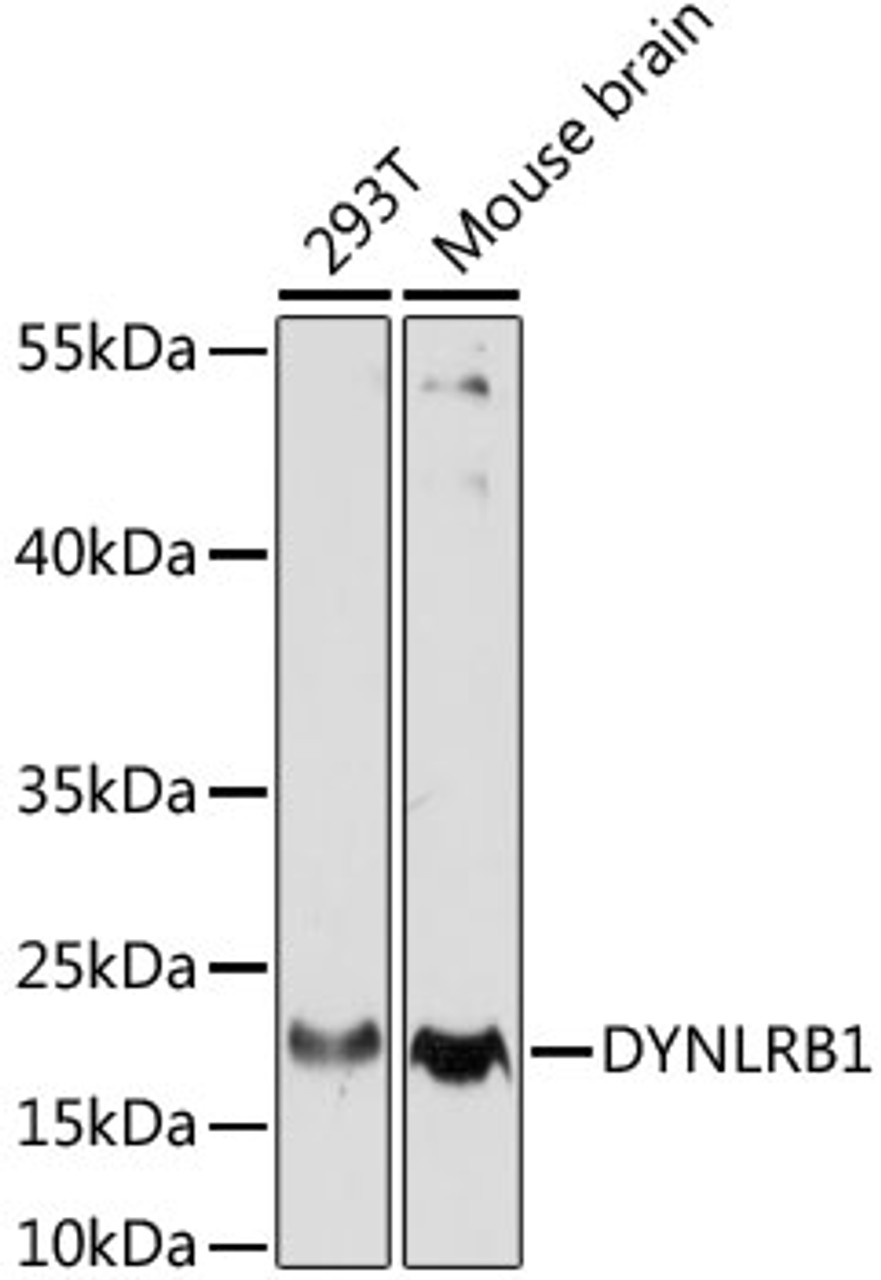 Western blot analysis of extracts of various cell lines using DYNLRB1 Polyclonal Antibody at dilution of 1:1000.