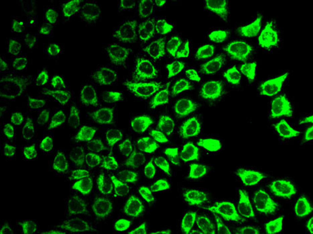 Immunofluorescence analysis of HeLa cells using Caspase-7 Polyclonal Antibody