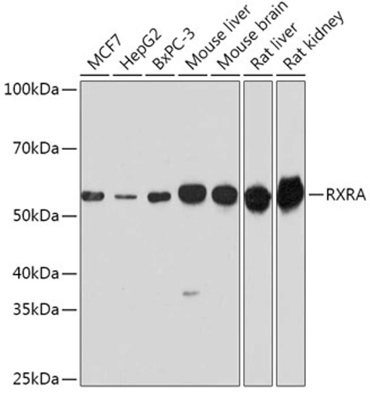 Western blot analysis of extracts of various cell lines using RXRA Polyclonal Antibody at dilution of 1:1000.