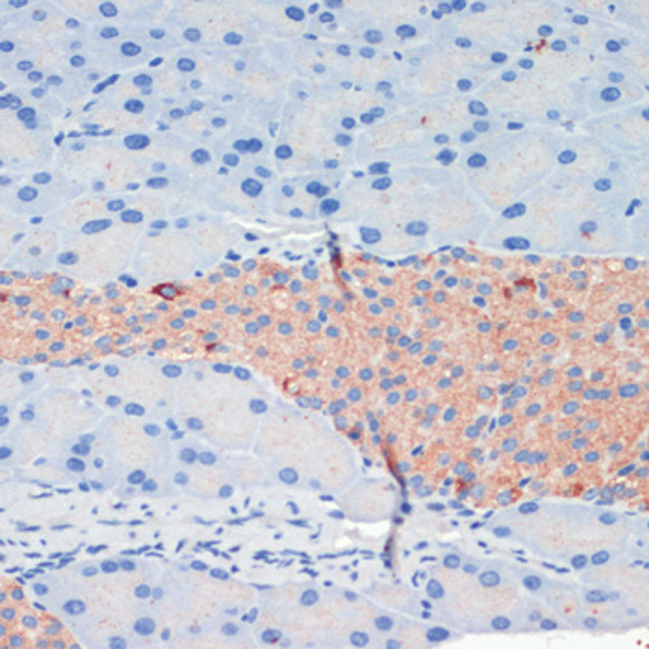 Immunohistochemistry of paraffin-embedded Mouse pancreas using KIF5B Polyclonal Antibody at dilution of  1:200 (40x lens).