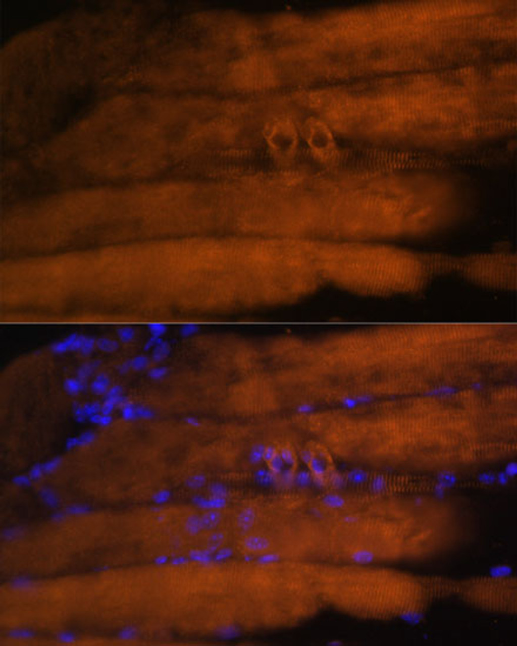 Immunofluorescence analysis of Mouse skeletal muscle using MYH4 Polyclonal Antibody at dilution of  1:100. Blue: DAPI for nuclear staining.