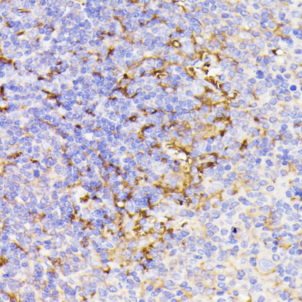 Immunohistochemistry of paraffin-embedded Mouse spleen using PSMG1 Polyclonal Antibody at dilution of  1:100 (40x lens).