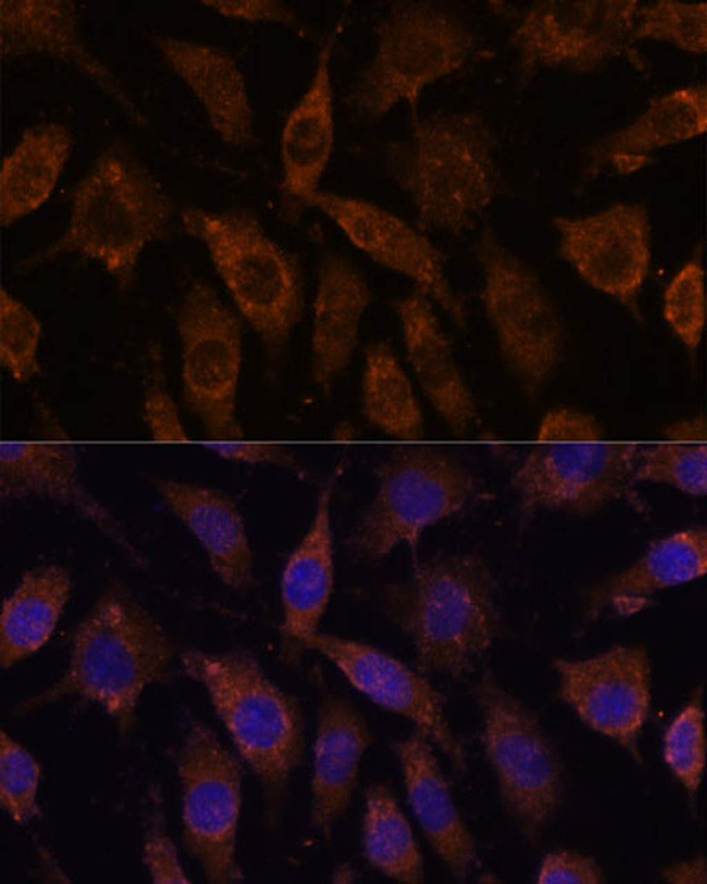Immunofluorescence analysis of L929 cells using SUCLG1 Polyclonal Antibody at dilution of  1:100. Blue: DAPI for nuclear staining.