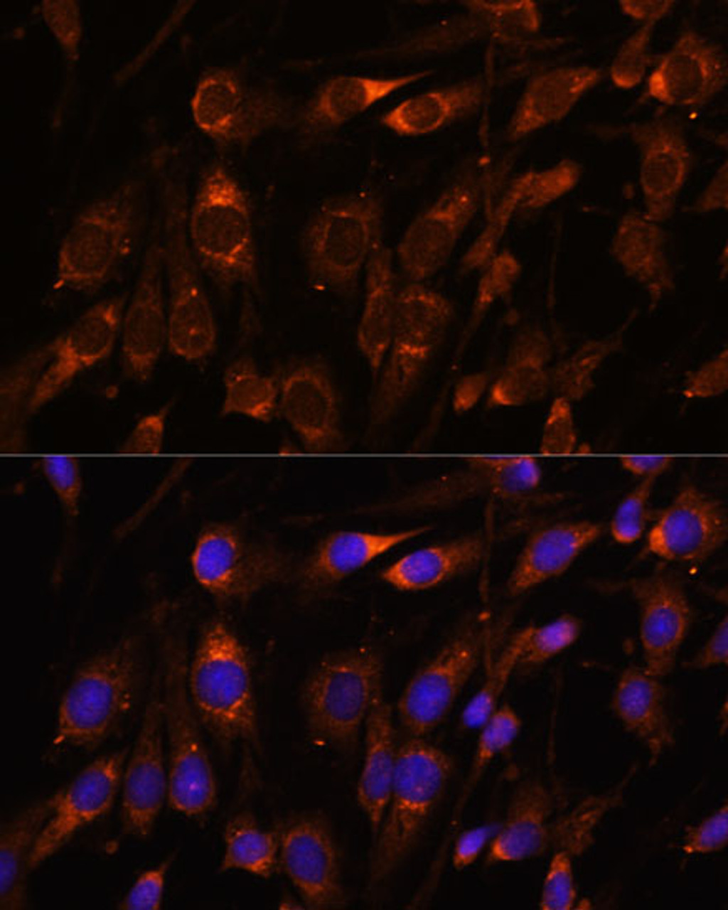 Immunofluorescence analysis of C6 cells using FARSB Polyclonal Antibody at dilution of  1:100. Blue: DAPI for nuclear staining.