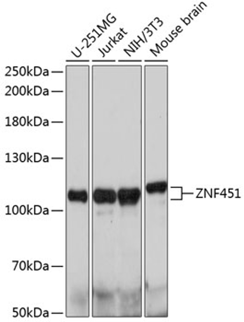 Western blot analysis of extracts of various cell lines using ZNF451 Polyclonal Antibody at dilution of 1:1000.