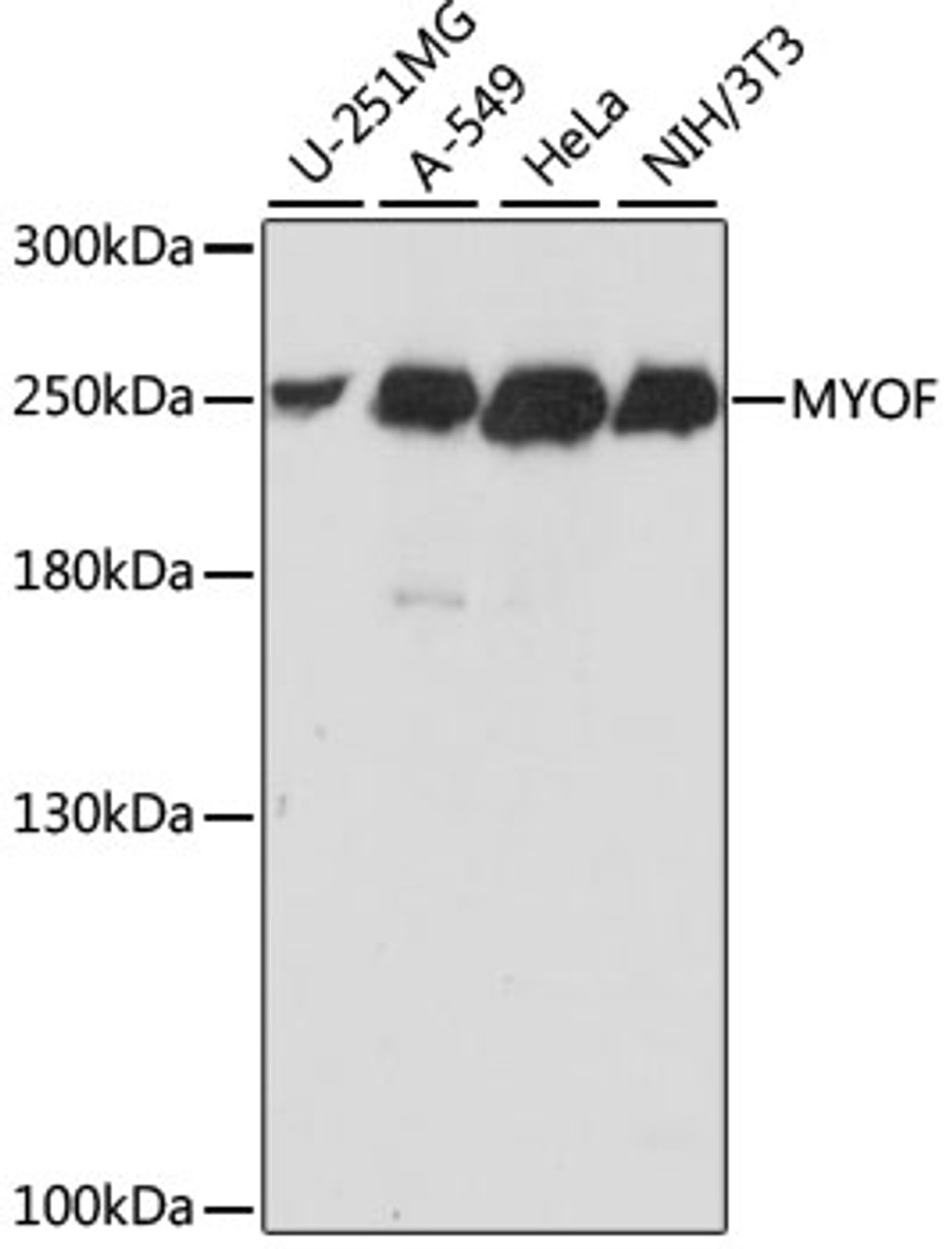 Western blot analysis of extracts of various cell lines using MYOF Polyclonal Antibody at dilution of 1:1000.