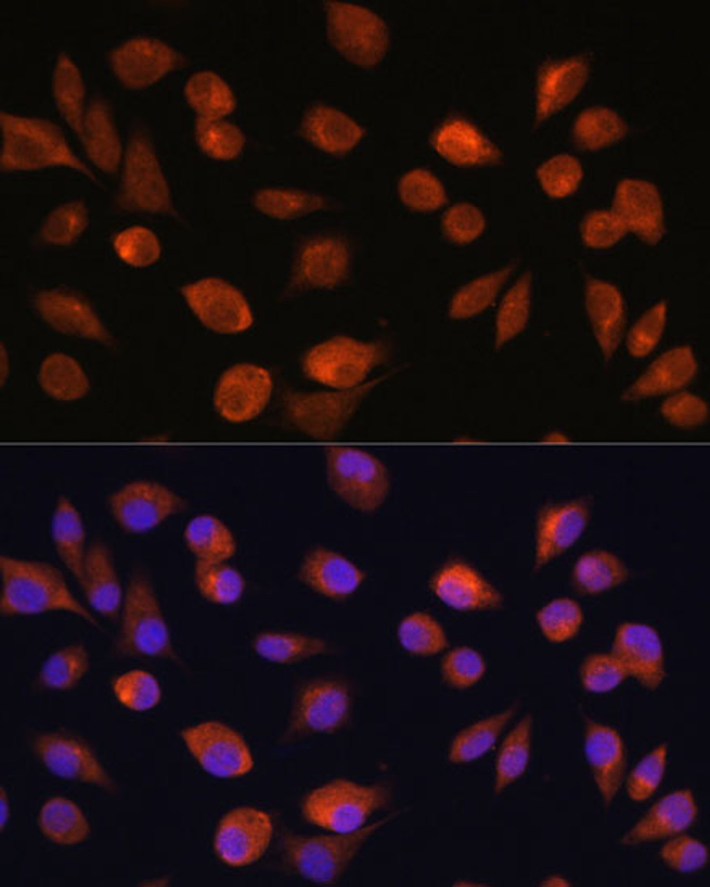 Immunofluorescence analysis of L929 cells using HOPX Polyclonal Antibody at dilution of  1:100. Blue: DAPI for nuclear staining.