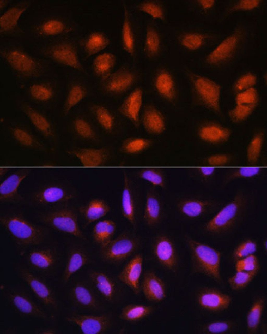 Immunofluorescence analysis of U-2 OS cells using HOPX Polyclonal Antibody at dilution of  1:100. Blue: DAPI for nuclear staining.