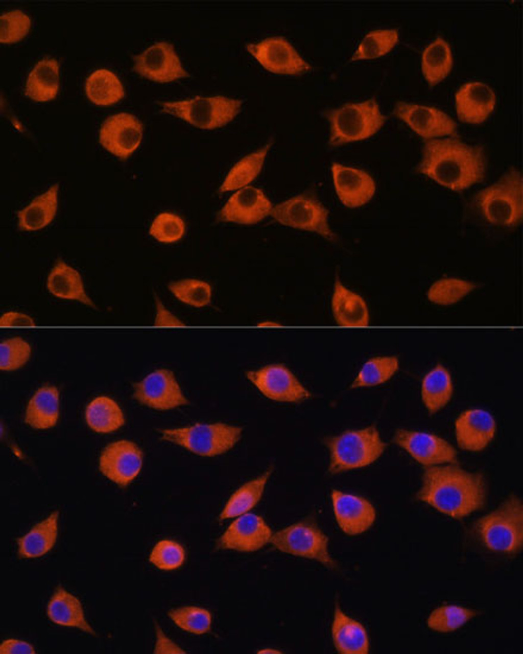 Immunofluorescence analysis of L929 cells using DNER Polyclonal Antibody at dilution of  1:100. Blue: DAPI for nuclear staining.