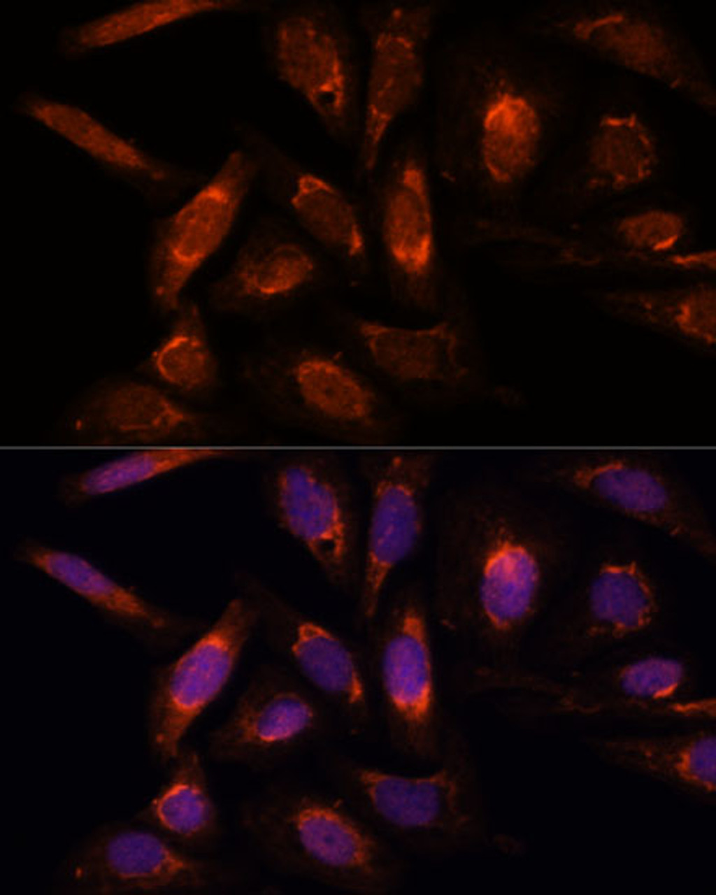 Immunofluorescence analysis of U-2 OS cells using POLRMT Polyclonal Antibody at dilution of  1:100. Blue: DAPI for nuclear staining.