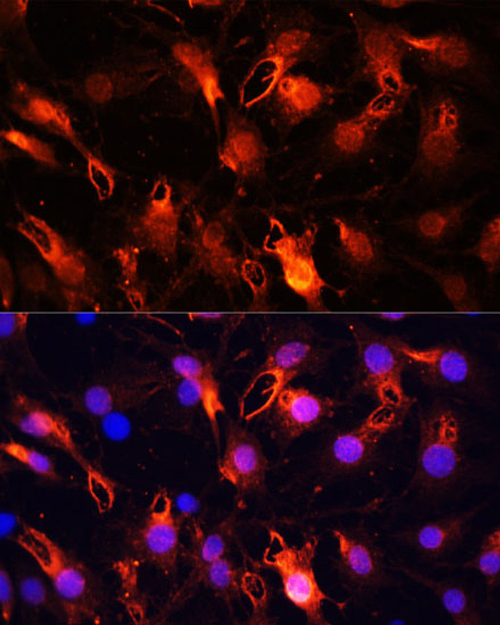 Immunofluorescence analysis of C6 cells using RNF149 Polyclonal Antibody at dilution of  1:100 (40x lens). Blue: DAPI for nuclear staining.