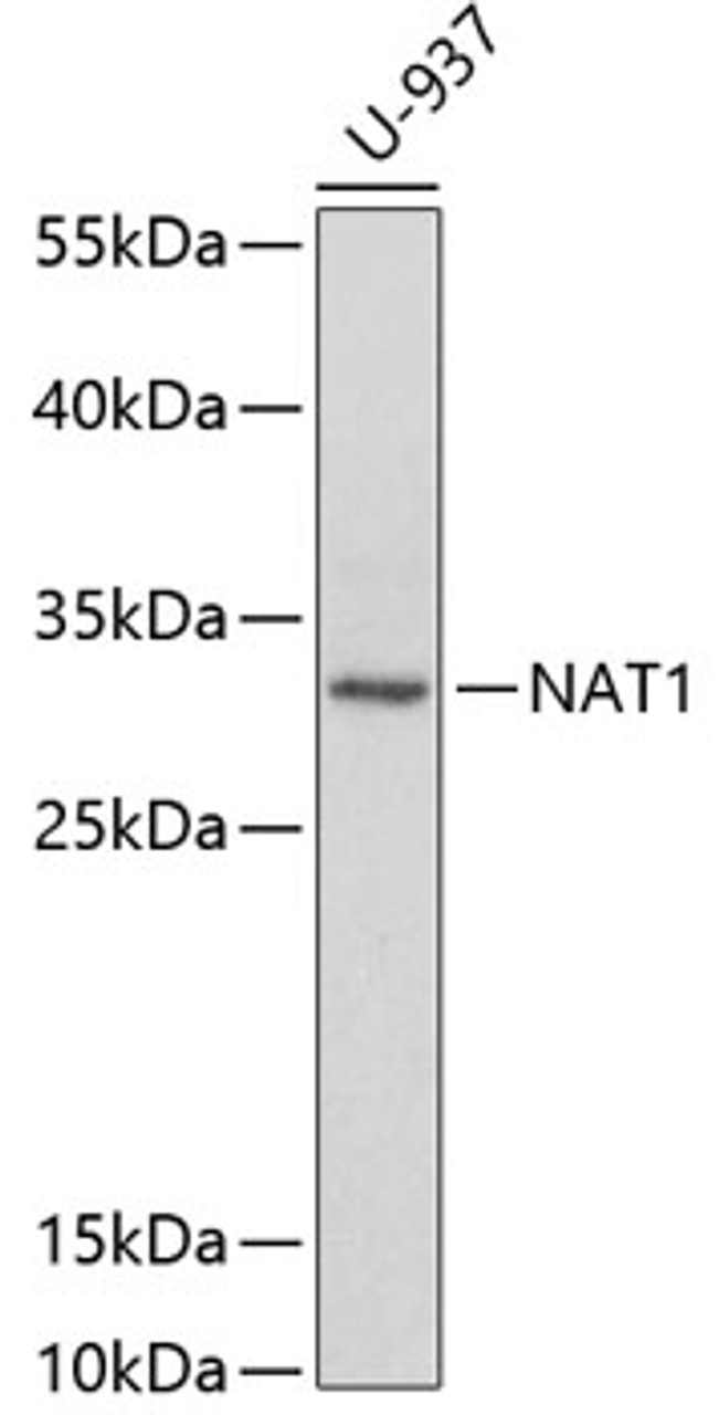 Western blot analysis of extracts of U-937 cells using NAT1 Polyclonal Antibody at dilution of 1:1000.