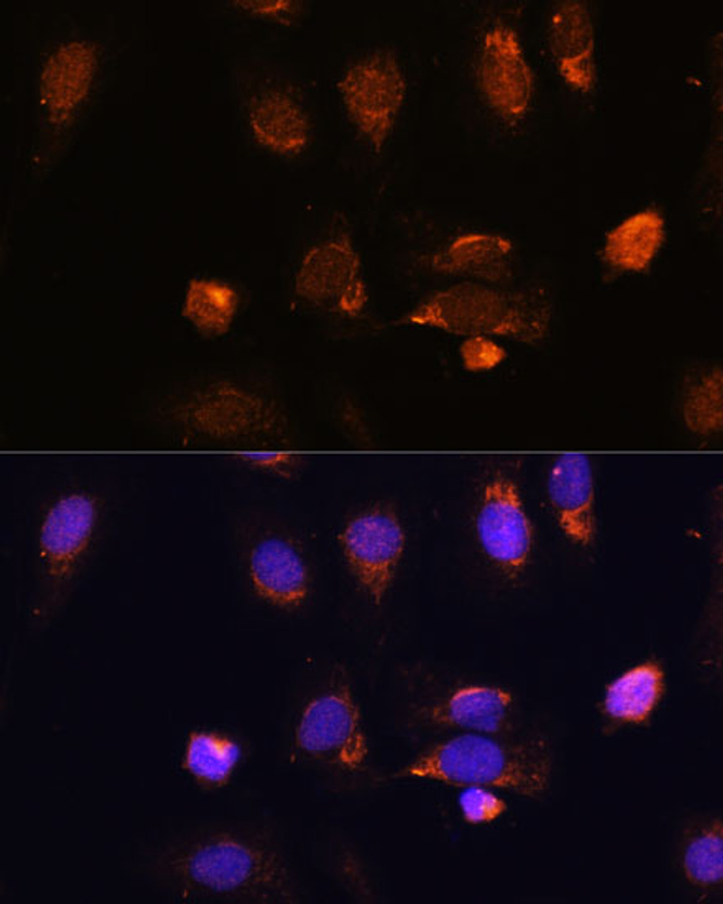 Immunofluorescence analysis of U-2 OS cells using RPL34 Polyclonal Antibody at dilution of  1:100. Blue: DAPI for nuclear staining.