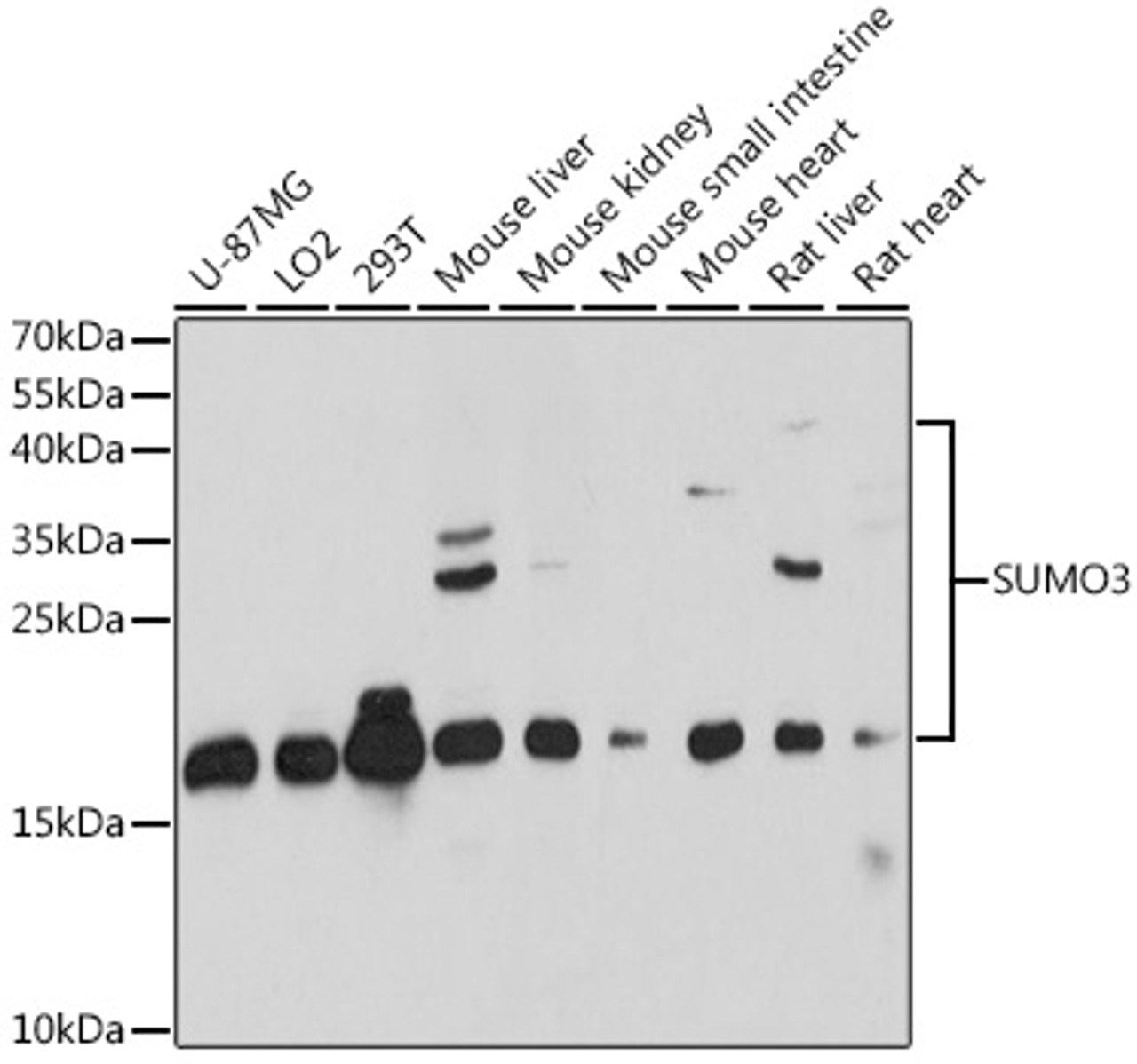 Western blot analysis of extracts of various cell lines using SUMO3 Polyclonal Antibody at dilution of 1:1000.