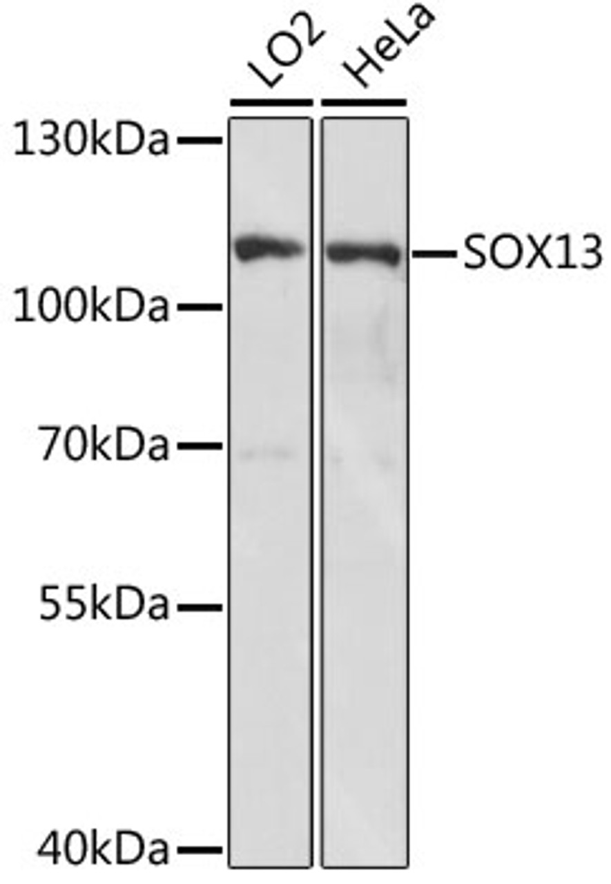 Western blot analysis of extracts of various cell lines using SOX13 Polyclonal Antibody at dilution of 1:1000.