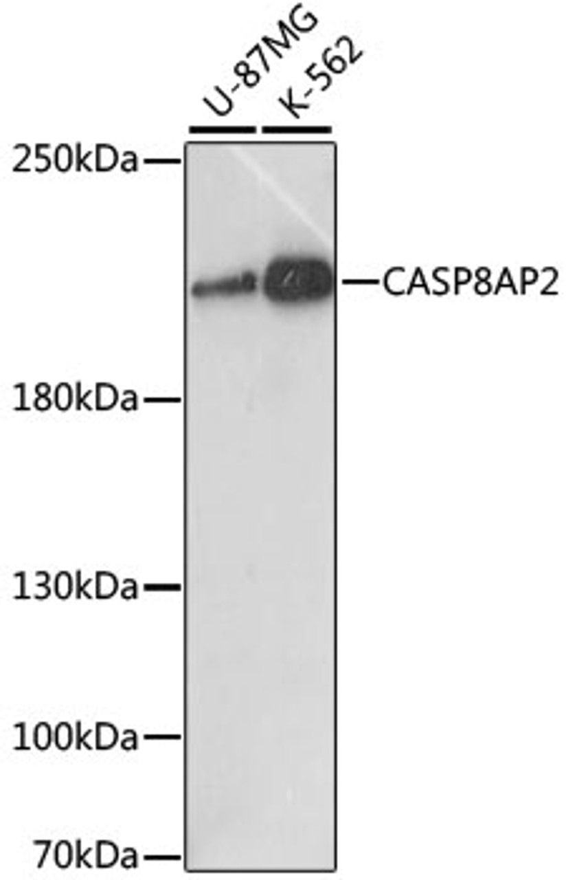 Western blot analysis of extracts of various cell lines using CASP8AP2 Polyclonal Antibody at dilution of 1:1000.