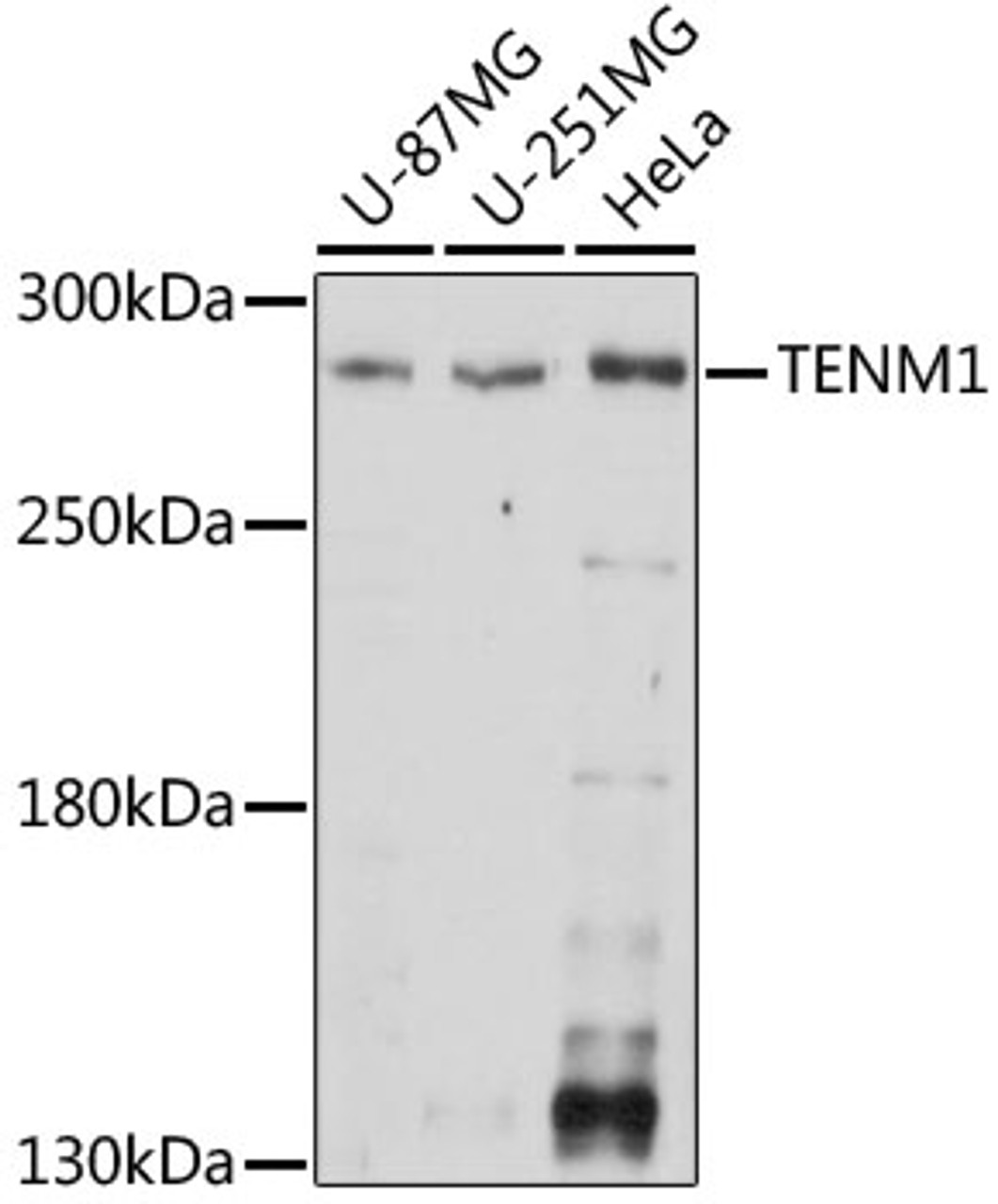 Western blot analysis of extracts of various cell lines using TENM1 Polyclonal Antibody at dilution of 1:1000.