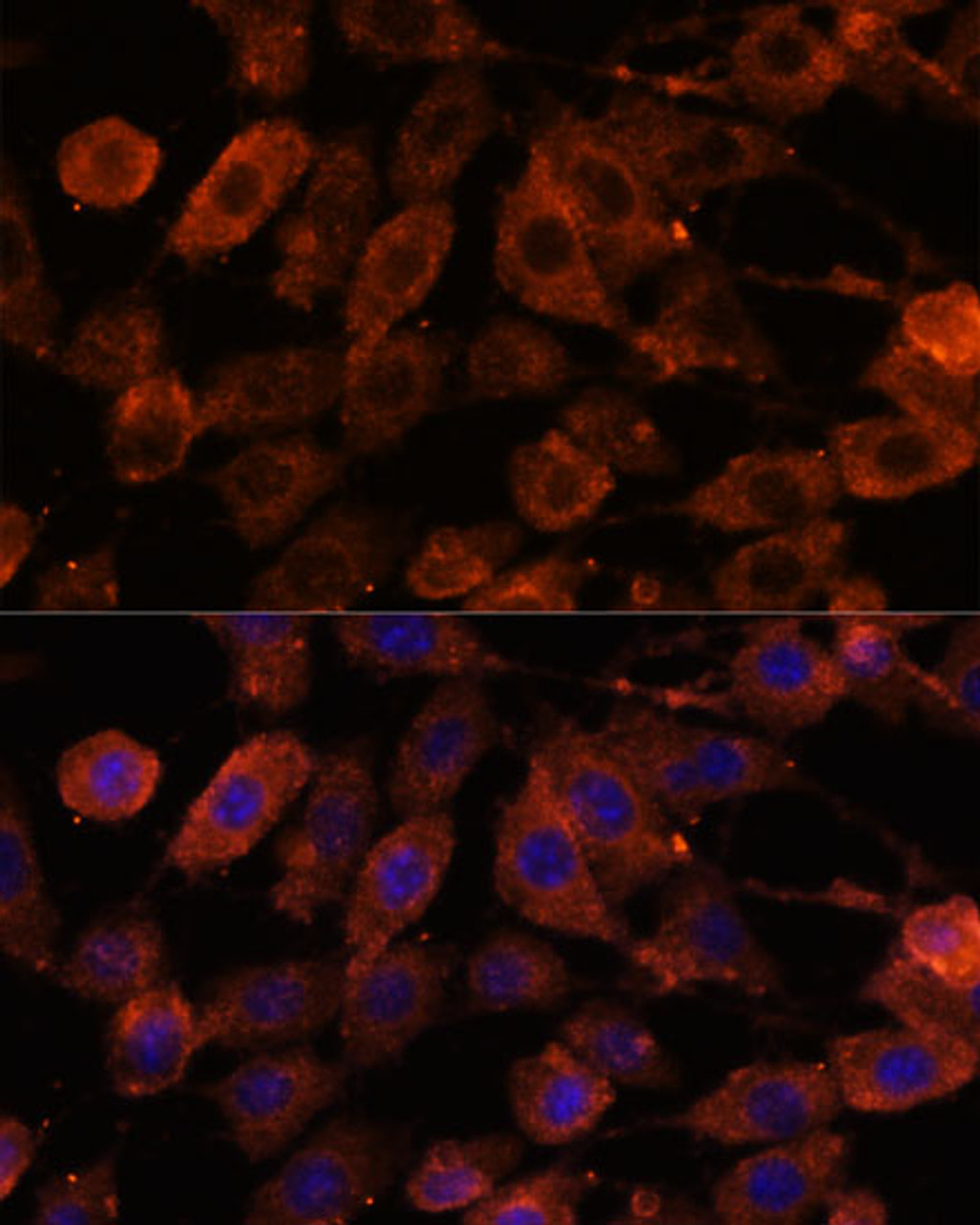 Immunofluorescence analysis of L929 cells using TENM1 Polyclonal Antibody at dilution of  1:100. Blue: DAPI for nuclear staining.