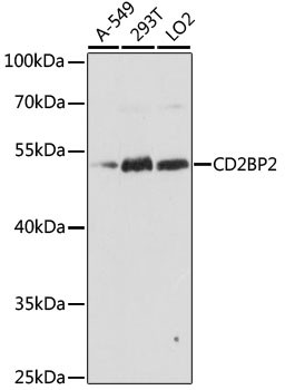 Western blot analysis of extracts of various cell lines using CD2BP2 Polyclonal Antibody at dilution of 1:1000.