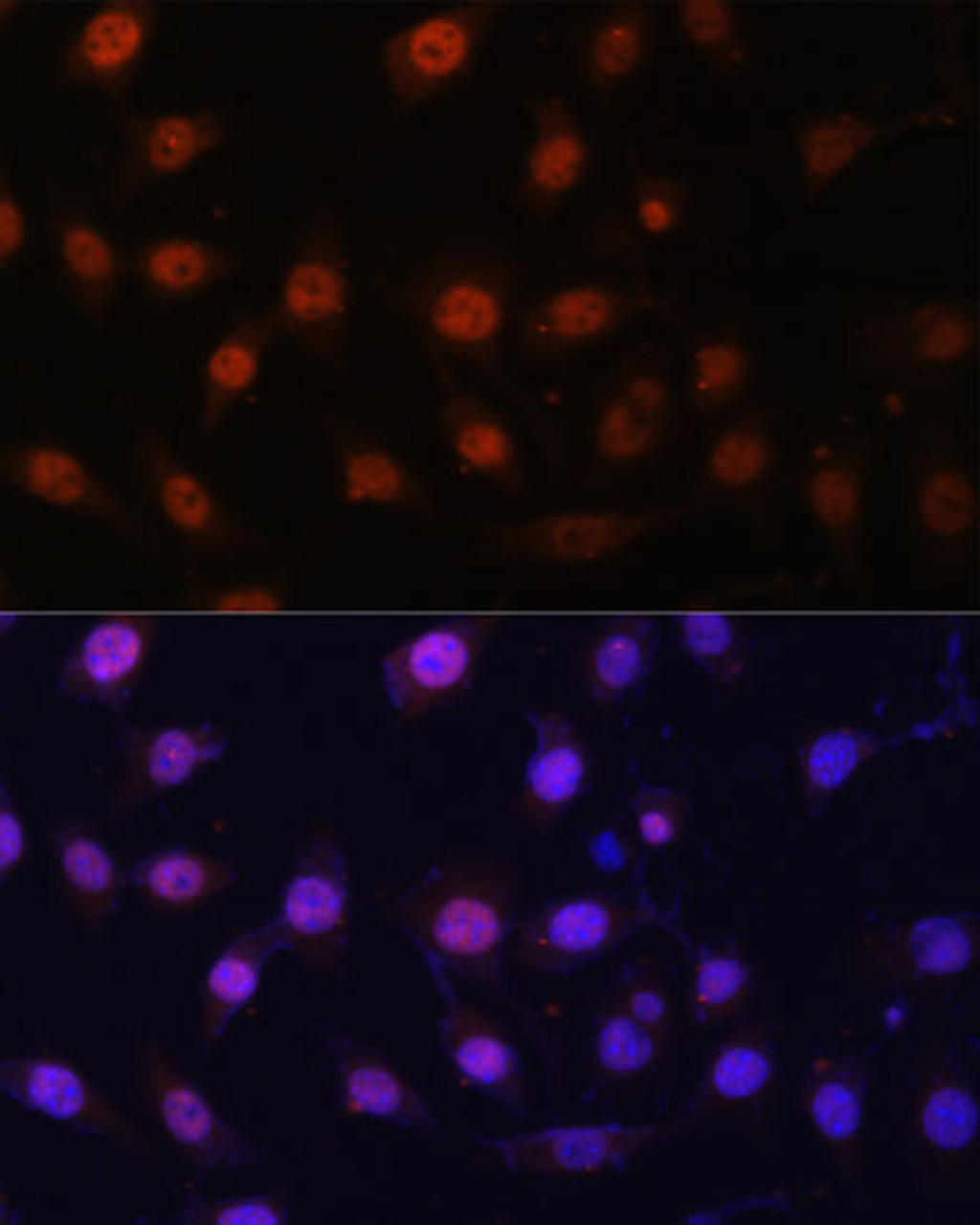 Immunofluorescence analysis of L929 cells using KDM1 Polyclonal Antibody at dilution of  1:100 (40x lens). Blue: DAPI for nuclear staining.