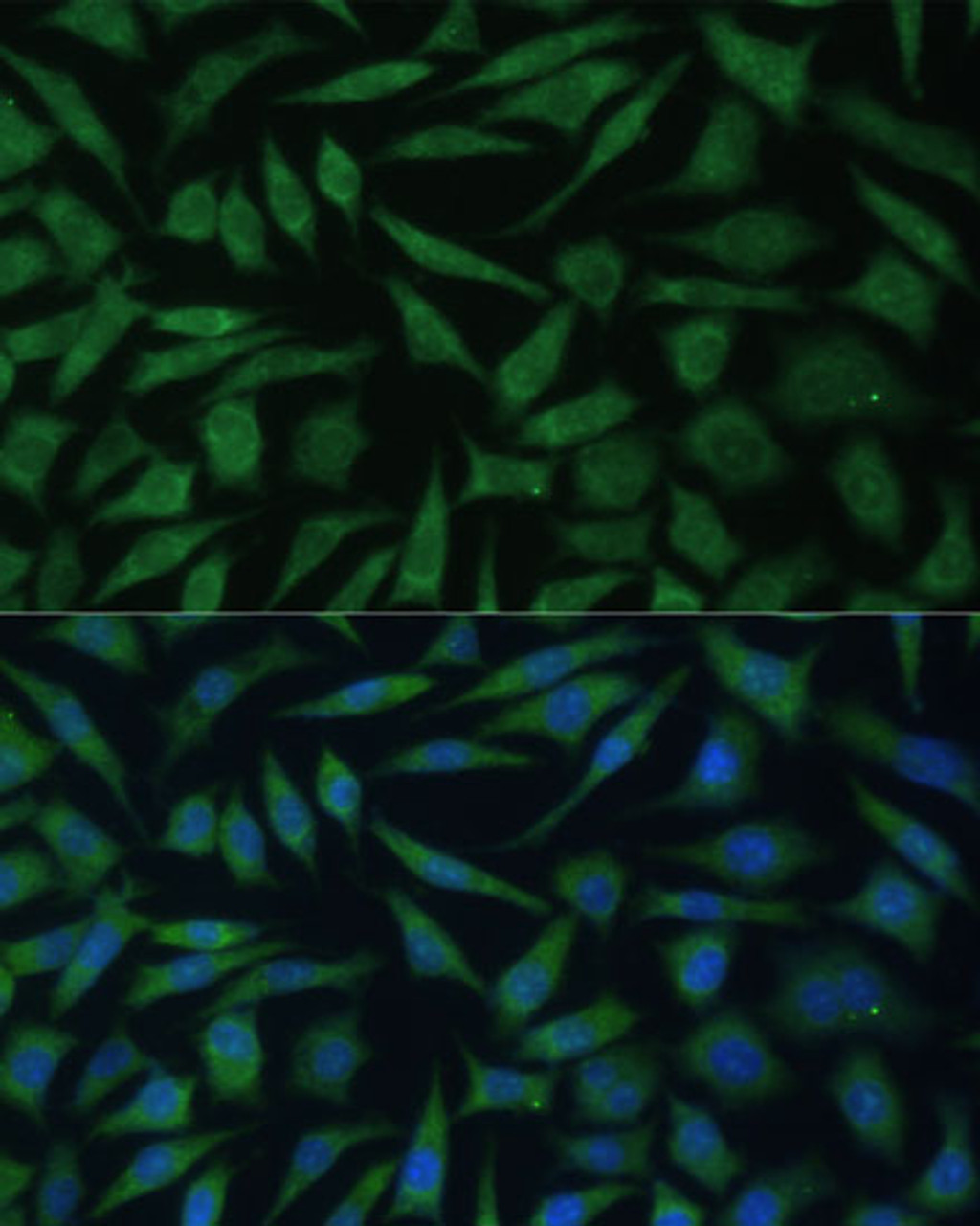 Immunofluorescence analysis of L929 cells using REXO2 Polyclonal Antibody at dilution of  1:100 (40x lens). Blue: DAPI for nuclear staining.