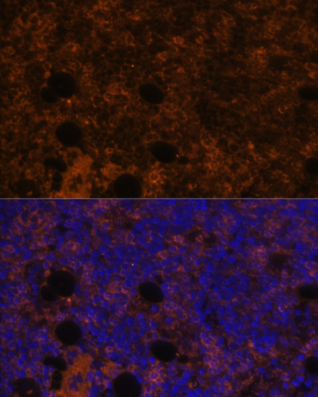 Immunofluorescence analysis of Rat bone marrow using CD11B Polyclonal Antibody at dilution of  1:100. Blue: DAPI for nuclear staining.